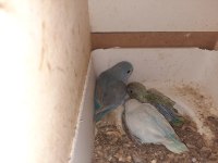 3 yavru forpus bebek