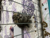 Golden Tabby Yavru Kedimiz