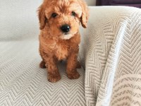 2 AYLIK POODLE