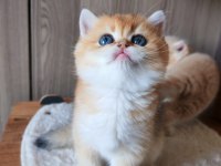 Altın Rengi Golden Dişi Yavru British Shorthair