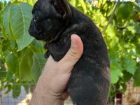 Uygun dişi french bulldog