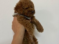 Toy poodle 2 aylık köpeğimiz
