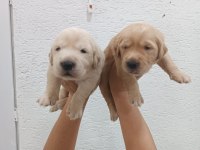 Golden Retriever yavrularımız ırk garantilidir