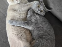 8 aylık özel renk lilac scottish fold