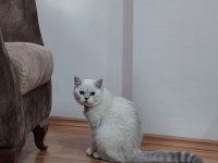 6 aylık erkek çipli british shorthair