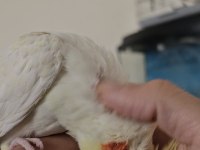 2 Buçuk Yaşında Erkek Sultan Papağanı
