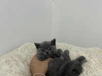 Erkek british shorthair yavrumuz