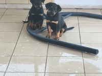 Rottweiler yavruları