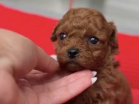 Toy Poodle Yavrusu