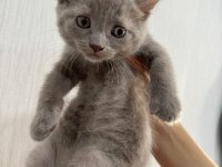 Acil sahiplendirilecek british shorthair