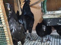 Ayam Cemali