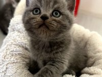 Minik dostlar british shorthair