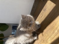 British longhair lilac erkek 2.5 aylık