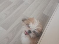 Shıh tzu safkan dısı