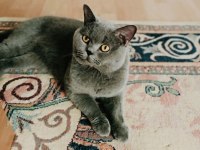 British Shorthair Erkek Oğlumuza Dişi Arıyoruz