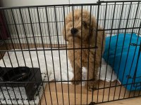 Toy poodle köpeği