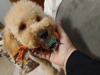 Köpeğimle ilgilenecek aile arıyoruz beni arar mısınız