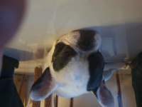 1 yaşında safran ırk gül kuyruk french bulldog