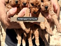 Toy Poodle Yavru