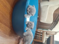Yavru safkan İngiliz british shorthair