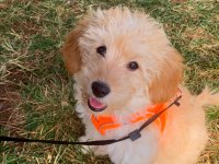 Maltipoo cinsi yavru köpeğimiz