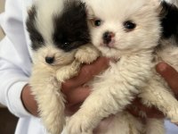 Pomeranian dişi ve erkek yavru