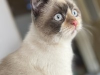 British blue point kedimiz sahiplendirilecektir