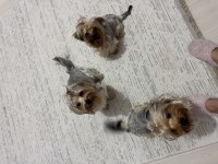 3 kız kardeş aşıları tuvalet eğitimi tam yorkshire terrier