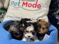 Çok özel tea cup morkie yavrular ziyarete açık