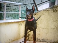 6 aylık dişi doberman