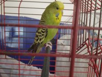 YAŞINDA DİŞİ VE YAVRU MUHABBET KUŞLAR