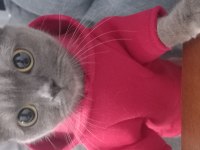 British shorthair dişi