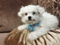 MALTESE TERRİER YAVRUMUZ. MİNİ BOY