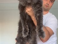 XXL Yurt Dışı Kan Hatlarından A Kalite Maine Coon