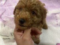 2 aylık poodle köpeği