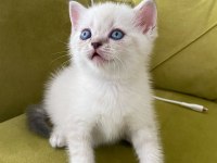 British shorthair lynx point dişi kedimiz
