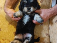 Sağlıklı Oyuncu Erkek Morkie Yavruları