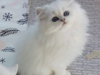 BRİTİSH YAVRU KEDİLER