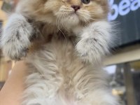 British Longhair Dişi Golden Minik Aslan