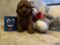 Saf kan toy poodle yavrumuz