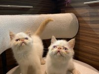 İran persian egzotik