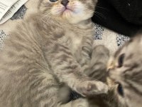 2 yavru 1 erkek 1 dişi scottish fold