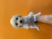 GERÇEK MALTİPOO BEBEKLERİMİZ