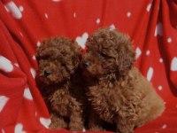 Toy poodle ırkının en güzeli mükemmel yavrular
