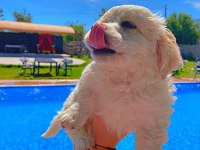 Maltese Terrier Yavru 3 Aylık