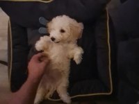 MALTIPOO oğlumuz