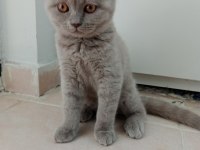 British shorthair minnagimizin yeni evini ariyoruz