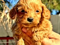 Maltipoo yavrularımda son nokta