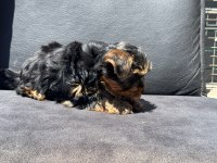 Show kaite tea cup yorkshire terrier yavrumuz