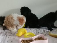 Evde bakılabilecek en uygun cins toy poodle